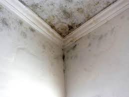 Best Post-Construction Mold Inspection in Sunbury, PA