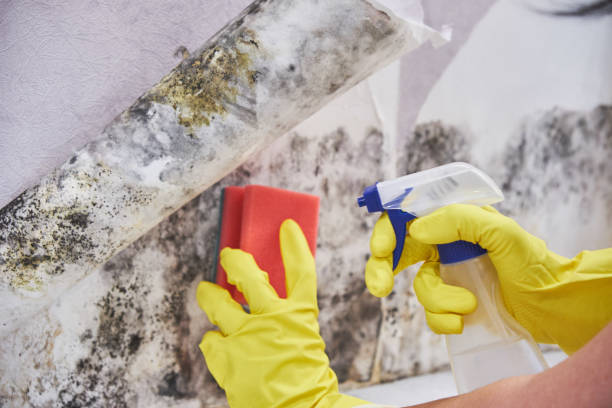 Trusted Sunbury, PA Mold Removal Experts